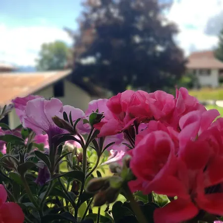 Konukevi Haus Zauner 3*